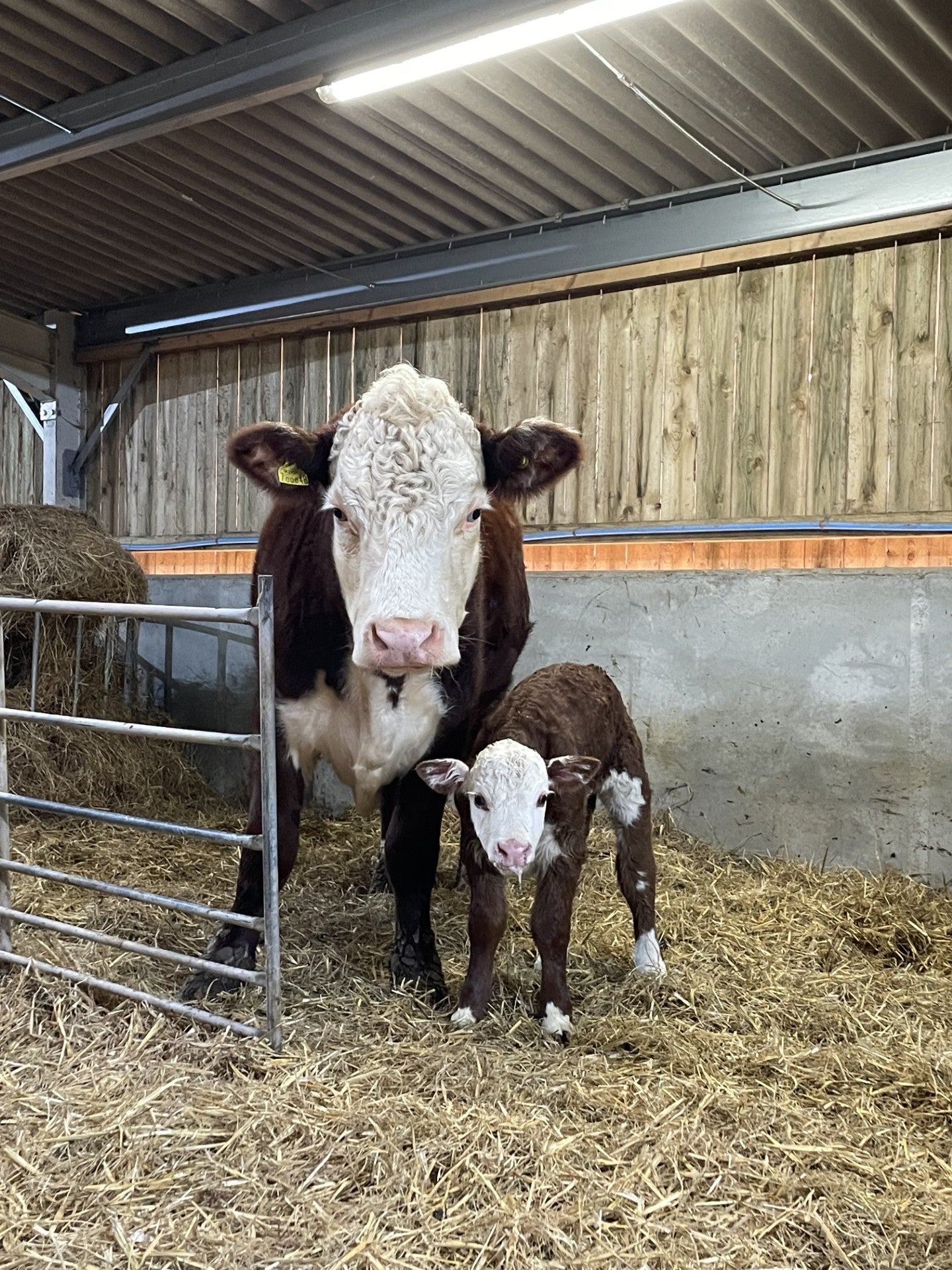 Friday 3rd April- "Easter On The Farm"