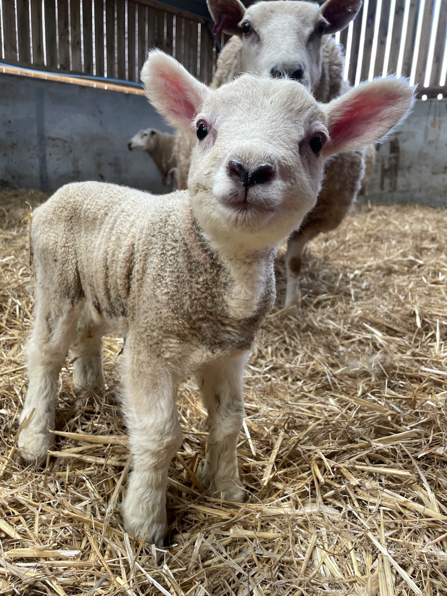 Friday 3rd April- "Easter On The Farm"